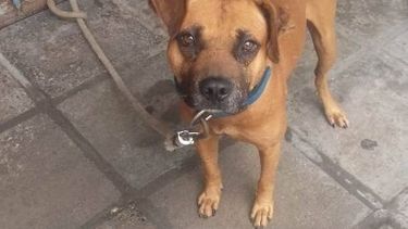 Le pegó a un perro