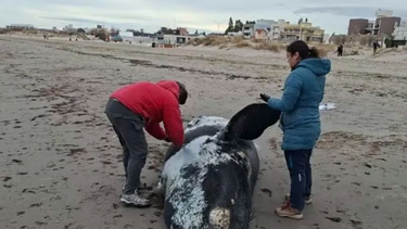 alarma en puerto madryn por la muerte record de ballenatos