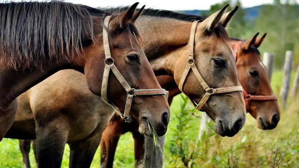 La Encefalitis Equina se puede contagiar a humanos. En la mayoría de los casos es una enfermedad asintomática