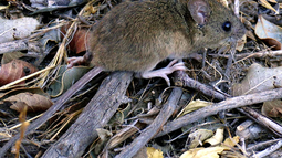 Ratón colilargo. Transmisor del virus