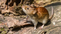 Bariloche: murió el paciente diagnosticado con hantavirus y aislaron a dos personas