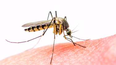 Prevención de dengue en más de 60.000 viviendas