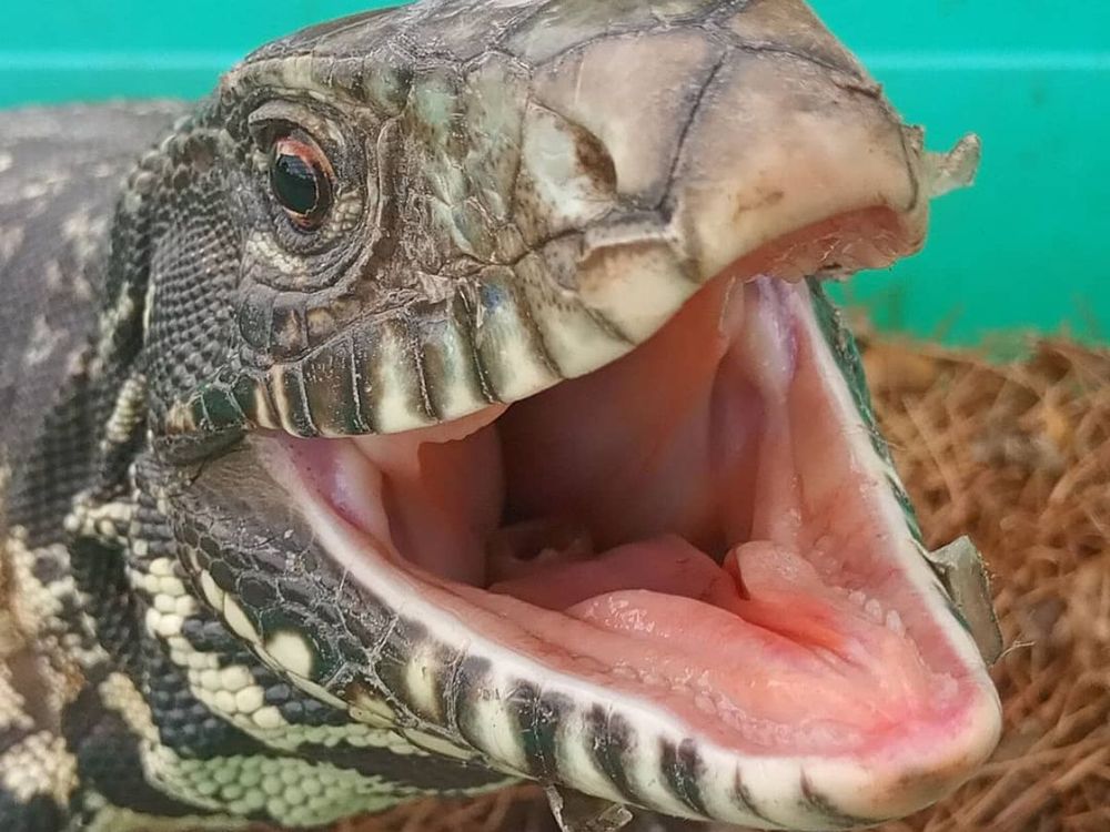 El lagarto overo, lagarto blanco, iguana overa​ o tegu blanco y negro es una especie de lagarto de la familia Teiidae