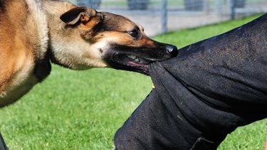 Denunció que el perro de un vecino le mordió los testículos
