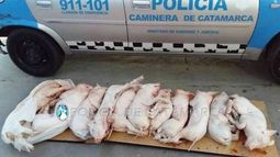 Valle Viejo: secuestraron animales porcinos faenados