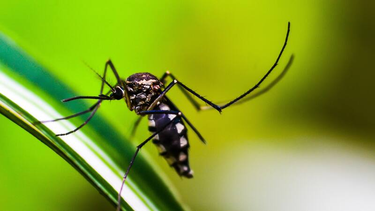 andalgala lanza el programa patios limpios para combatir el dengue