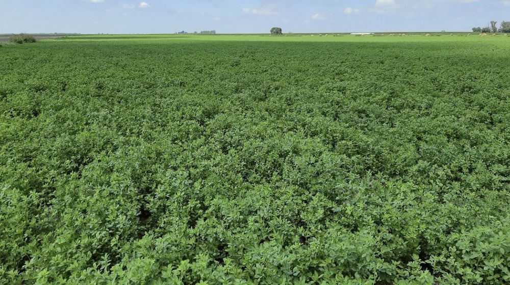 alfalfa. esta producción fue una de las más afectadas.&nbsp;