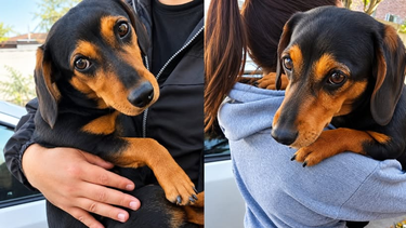 resguardaron al perro salchicha que fue agredido en el parque adan quiroga