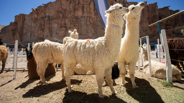 Feria de la Puna, Cabrito, Vendimia y Carnavales para este fin de semana