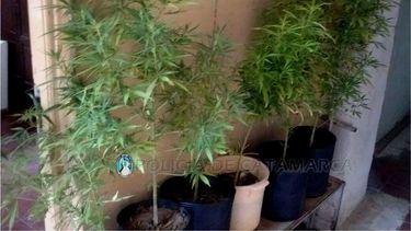 Secuestraron plantas de marihuana en Belén
