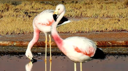 El plan que busca proteger lagunas altoandinas clave para flamencos y limitar actividades cerca de los humedales