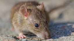 Hantavirus: aclaran que el riesgo está en el roedor silvestre y no en la laucha doméstica que habita en las viviendas Hantavirus: aclaran que el riesgo está en el roedor silvestre y no en la laucha doméstica que habita en las viviendas