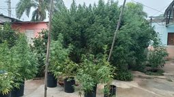 Hallaron una plantación de marihuana en un vivero