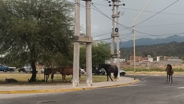 Equinos. Deambulan con mayor frecuencia por las calles.
