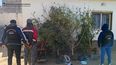 secuestraron marihuana, plantas y semillas en un allanamiento en andalgala