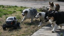 Perros persiguiendo automóviles