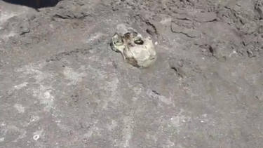 Hallaron un cráneo enterrado en la playa