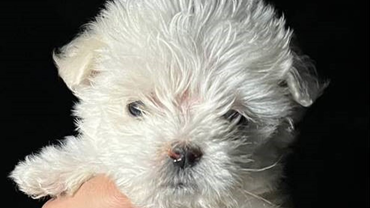 Recuperaron un cachorro robado tras un allanamiento en Valle Viejo