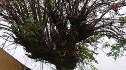 Preocupación de vecinos por un árbol a punto de caer