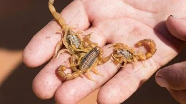 Se adelantan. Desde Zoonosis pidieron tomar todas las medidas preventivas ante los alacranes.&nbsp;