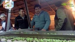 Producción subsidió a AICAT para cosechar las aceitunas de Pomán