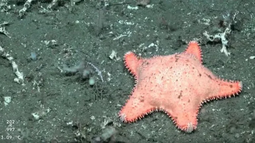 Nueva expedición del CONICET halló otra estrella de mar culona