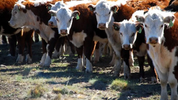 Crisis ganadera: Argentina perdería en 2024/2025 casi 2 millones de cabezas vacunas Crisis ganadera: Argentina perdería en 2024/2025 casi 2 millones de cabezas vacunas