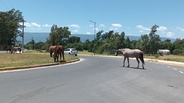 Caballos sueltos