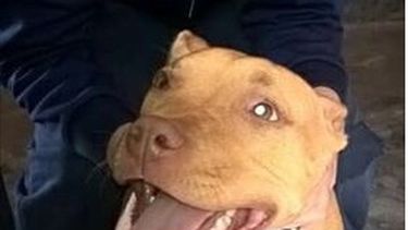 Bronca por el robo de una pitbull