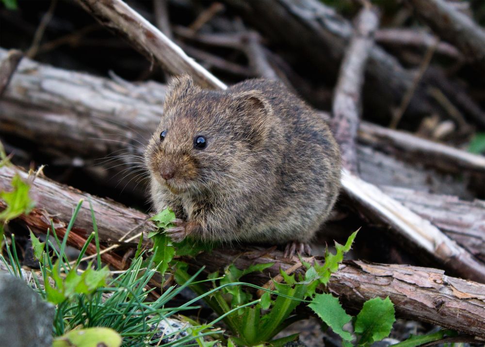 Hantavirus. Se transmite por las heces, orina y saliva de roedores infectados.