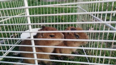 santa fe: rescatan crias de carpincho en una casa que vendia milanesas de capibara