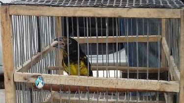 Secuestraron aves canoras en Pomán