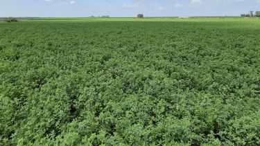 alfalfa. esta producción fue una de las más afectadas.&nbsp;