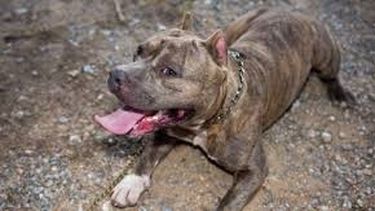 Un niño de 4 años fue atacado por un perro pitbull