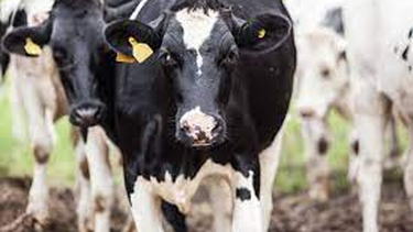 Brasil. Investigan un posible caso de vacas locas en el norte del país.