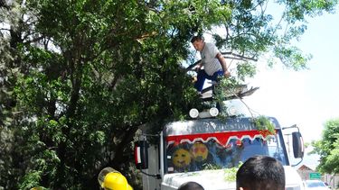 Cayó un árbol sobre un camión y habría gente atrapada