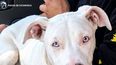 registraron una vivienda y recuperaron un perro robado