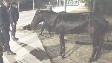 policias lograron rescataron un caballo de un canal de riego