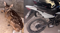 Detuvieron a un motociclista que llevaba una corzuela en un bolso Detuvieron a un motociclista que llevaba una corzuela en un bolso