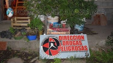 Secuestraron plantas y plantines de marihuana