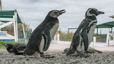 Hallaron cerca de 300 pingüinos en al costa uruguaya