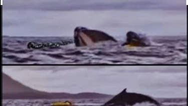 hacia packrafting y fue tragado por una ballena que luego lo expulso