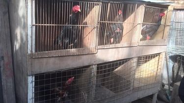 Se robaron una docena de gallos de riña