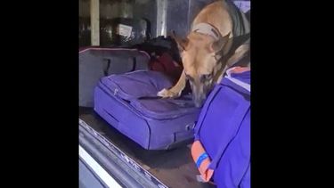 video: asi detectaba la droga en una valija el can antinarcoticos