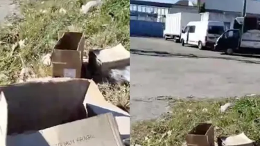 siniestro hallazgo: un vecino encontro cajas con varias cabezas y restos de animales