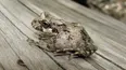 creian que se habia extinguido: cual es la especie de rana que sobrevivio a incendios en la patagonia