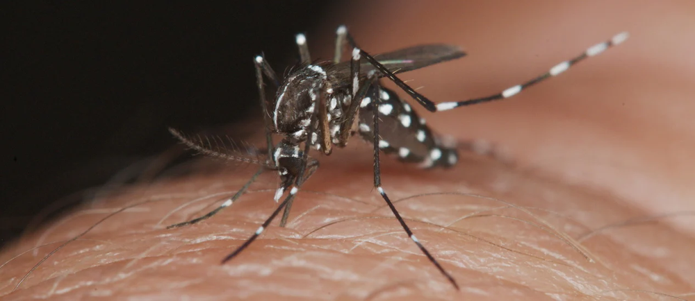 Dengue. El Aedes aegypti tiene patas blancas y negras.&nbsp;