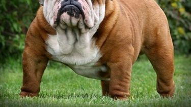 Noruega prohibió la cría de bulldogs y otra raza de perros