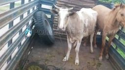 Secuestran animales