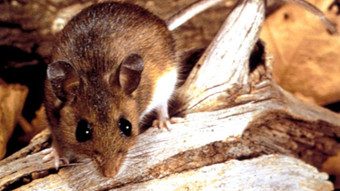 Hantavirus